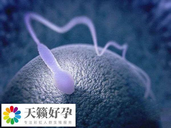 醫院試管嬰兒成功率
