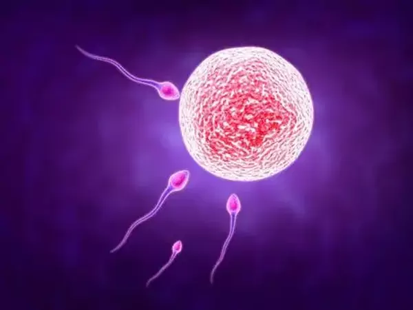 試管嬰兒成功率因人而異