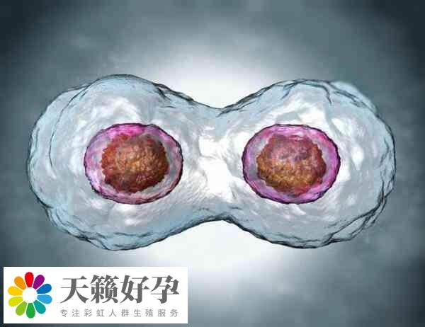 試管嬰兒成功率受年齡和卵巢功能影響