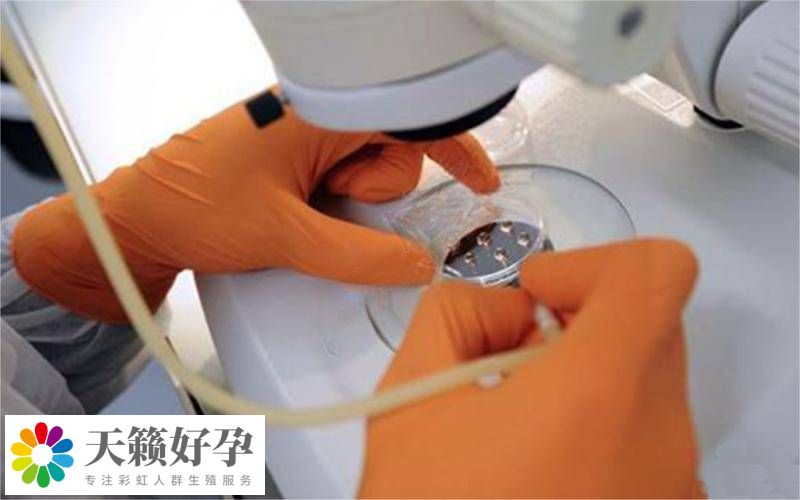 胚胎實驗室