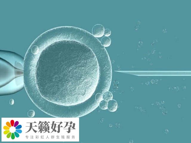 子宮內膜是胚胎著床的關鍵