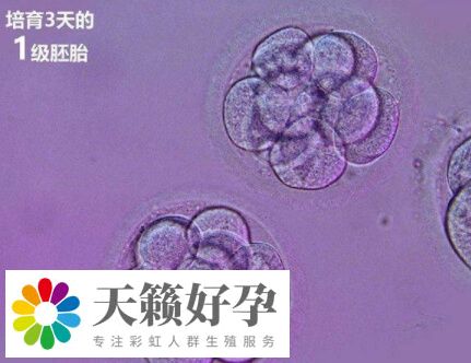 鮮胚移植后3-7天會發生著床
