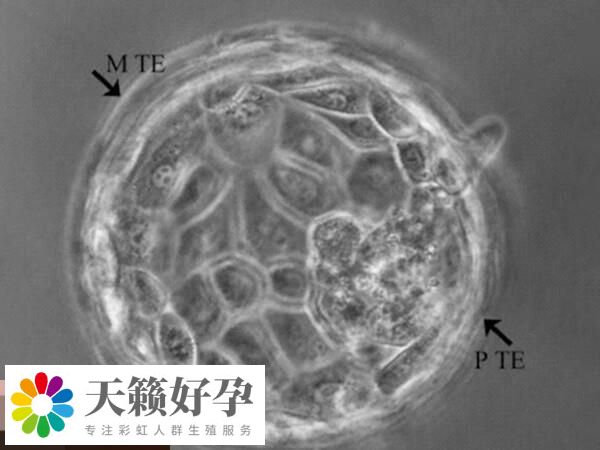 囊胚和子宮內(nèi)膜的發(fā)育周期更加同步