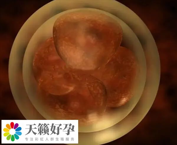 肥胖會影響卵子質量
