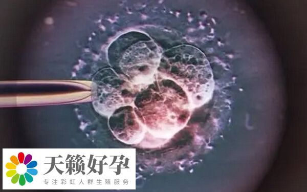 試管周期有剩余胚胎的患者可進行冷凍胚胎