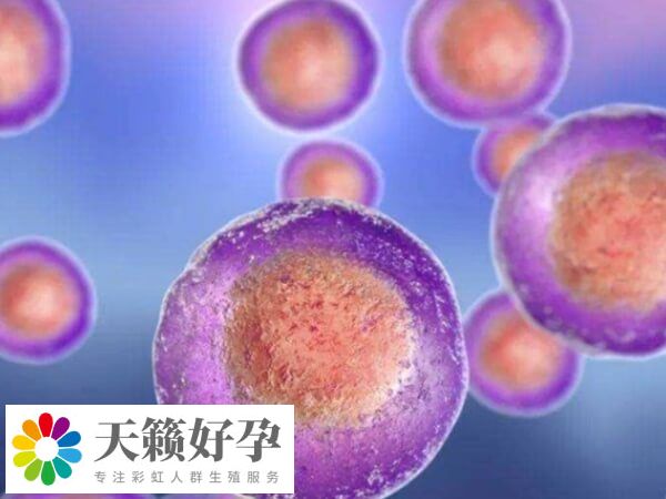 促排后多個卵泡通常會在相近時間段排卵