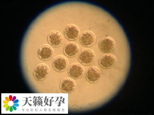 胚胎融合是無等級的