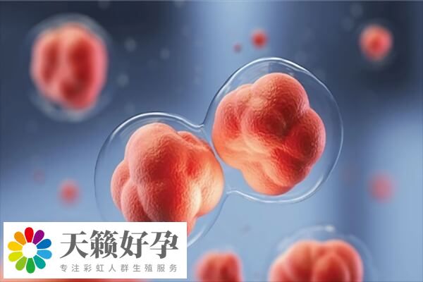 三級(jí)胚胎種植率達(dá)20%左右