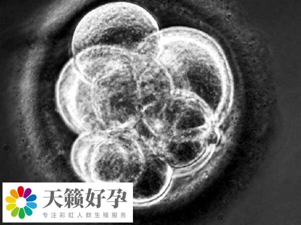 四級(jí)胚胎養(yǎng)囊成功率通常較低