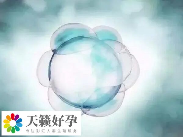一卵多精的胚胎通常存在發育潛能低