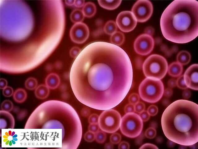 拉拉之間用卵子和卵子可以做三代試管嬰兒懷孩子嗎？