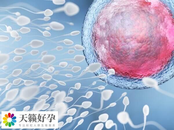 卵子和卵子之間是不能懷孕的