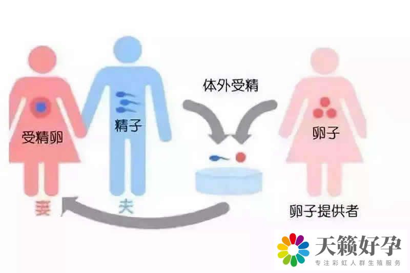 天鋒試管