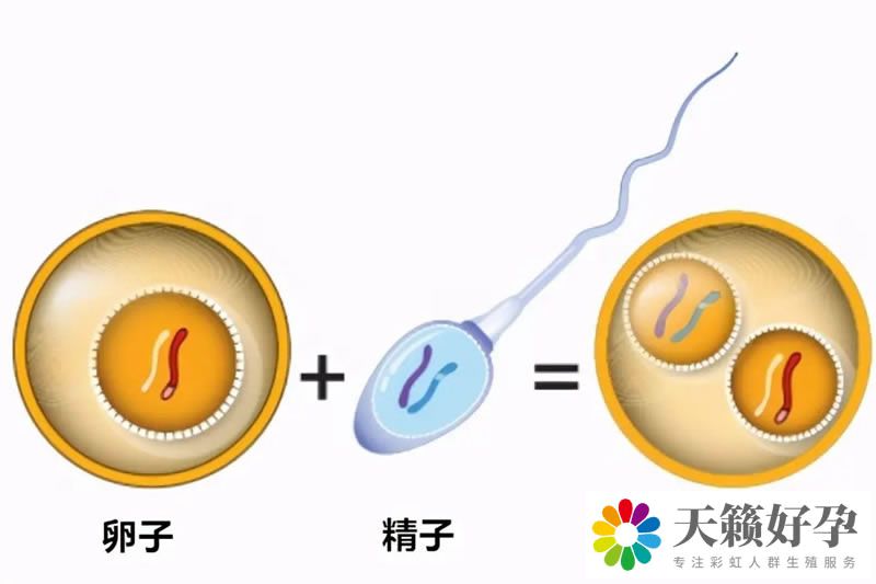 天鋒試管